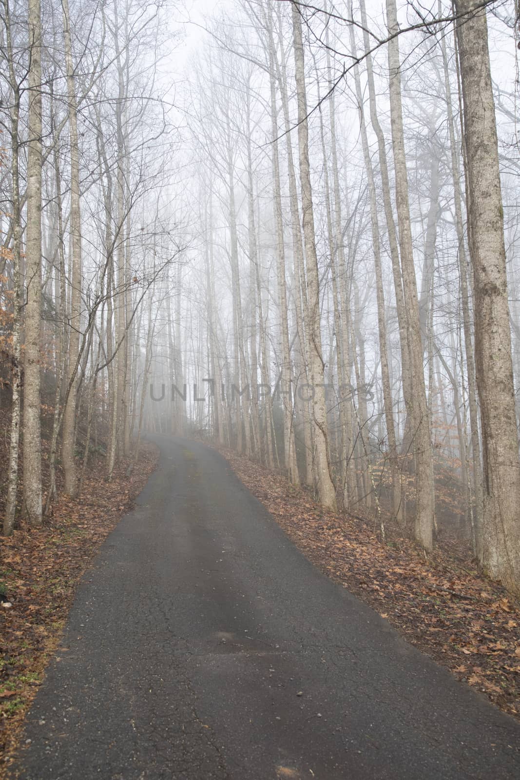 Looking Up a Rural Drive on a Foggy Morning by CharlieFloyd