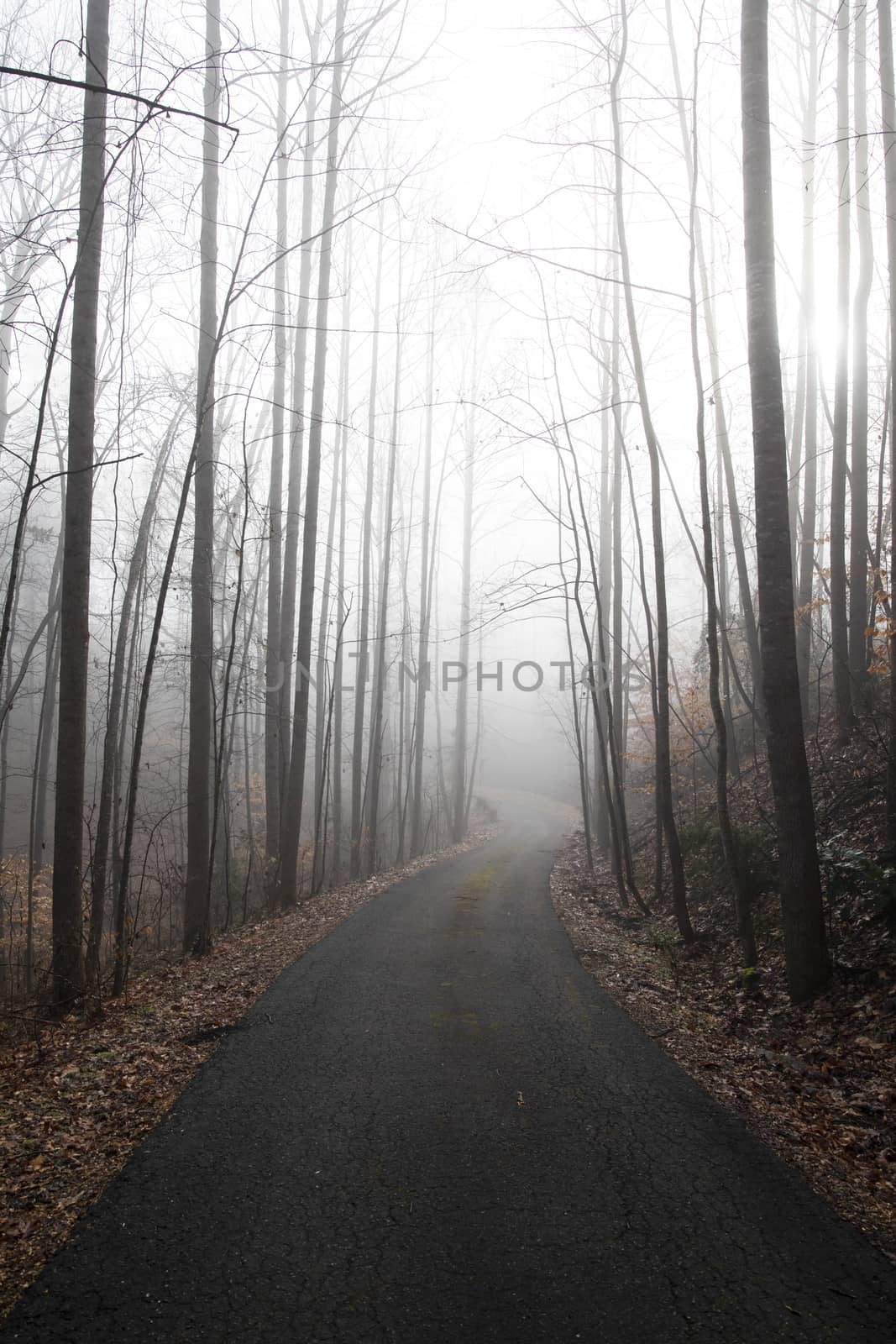 View down a rural, wooded drive in morning fog. Looking toward the sun and downhill.