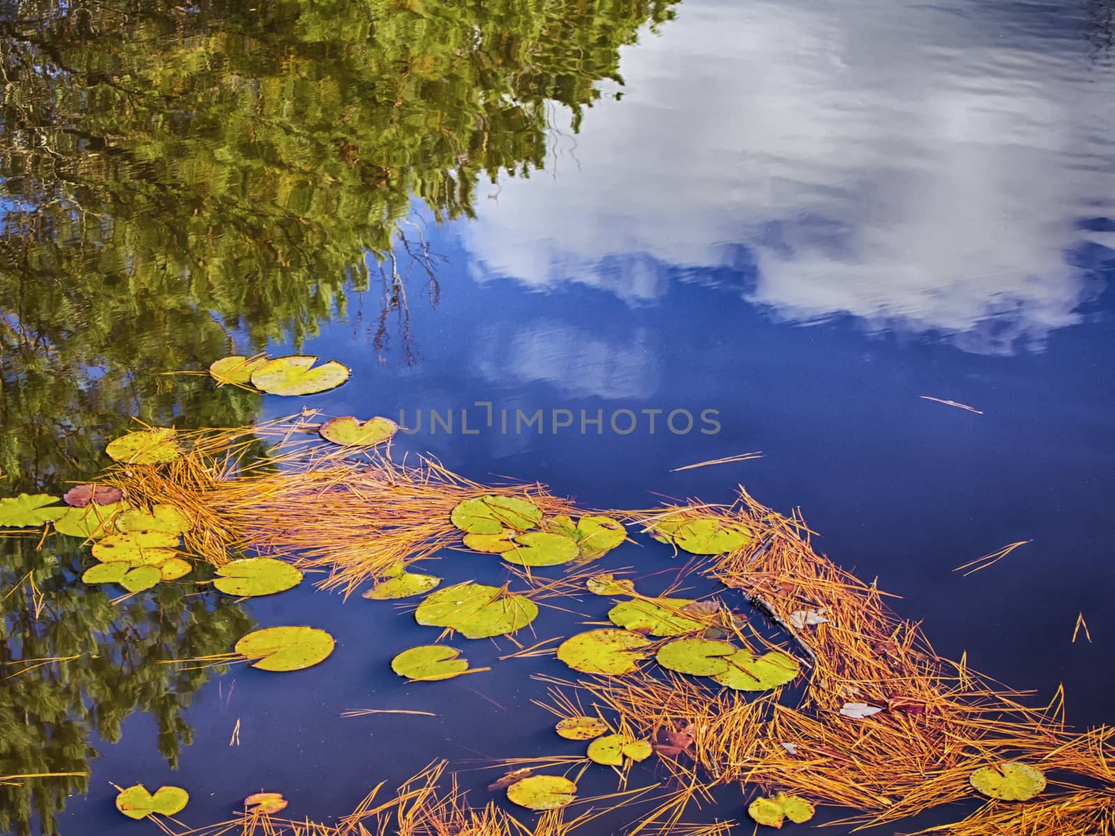 Reflections of trees and sky in a small lily pond