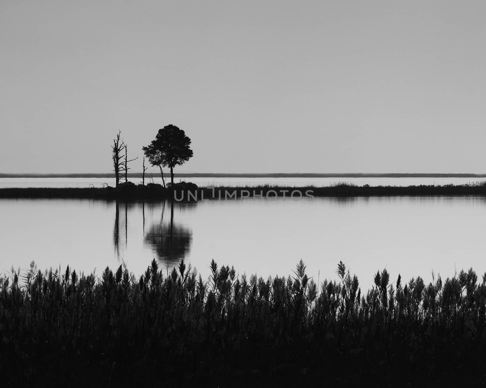 Monochrome image of silhouetted wetlands island at Blackwater National Wildlife Refuge.