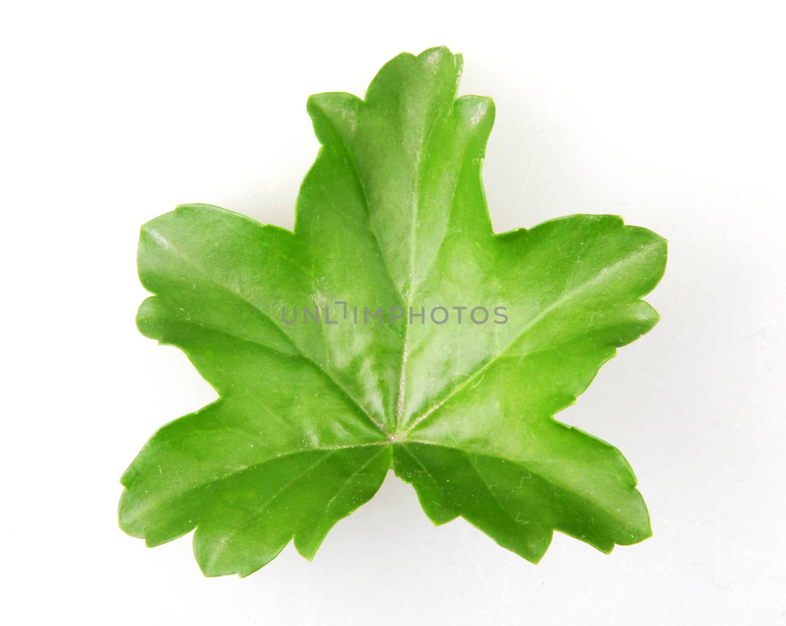 Geranium Pelargonium Leaf Isolated On White Background