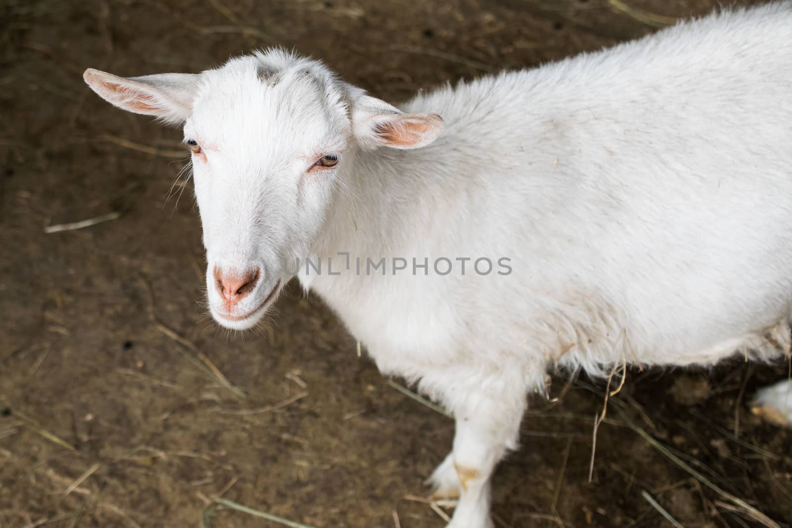 white goats in the enclosure, breeding of small cattle by alexandr_sorokin