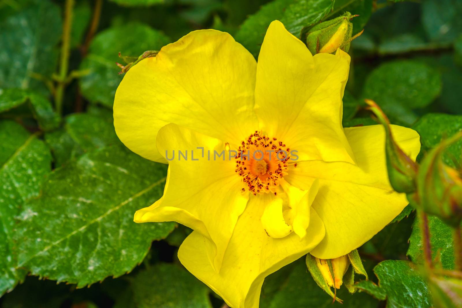 golden wings rose yellow flower background by LucaLorenzelli