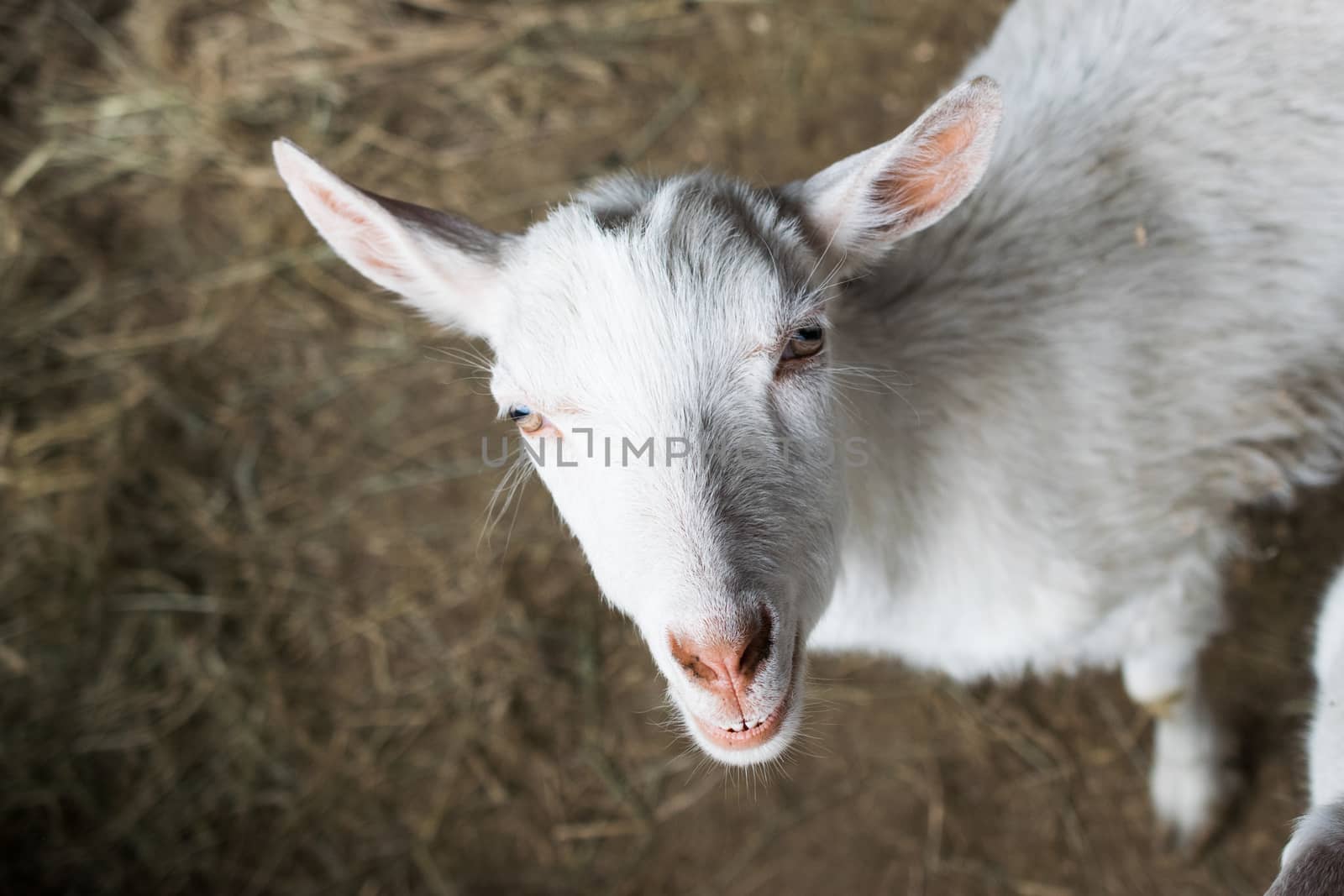 white goats in the enclosure, breeding of small cattle by alexandr_sorokin