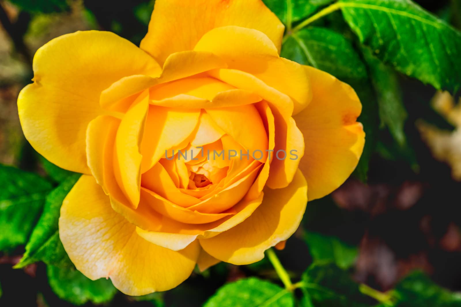 golden celebration rose yellow flower and background .