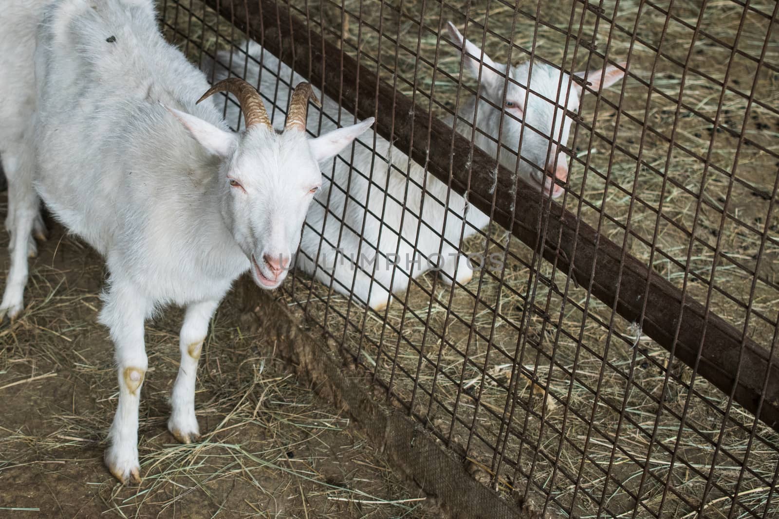 white goats in the enclosure, breeding of small cattle