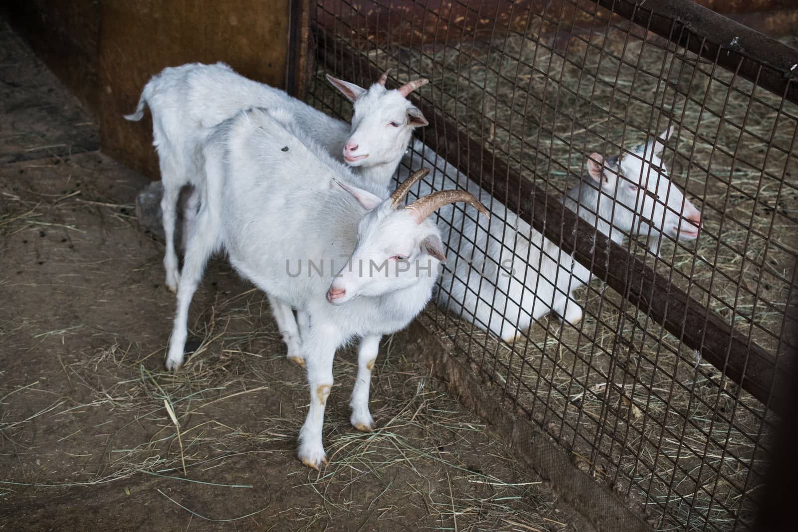 white goats in the enclosure, breeding of small cattle by alexandr_sorokin