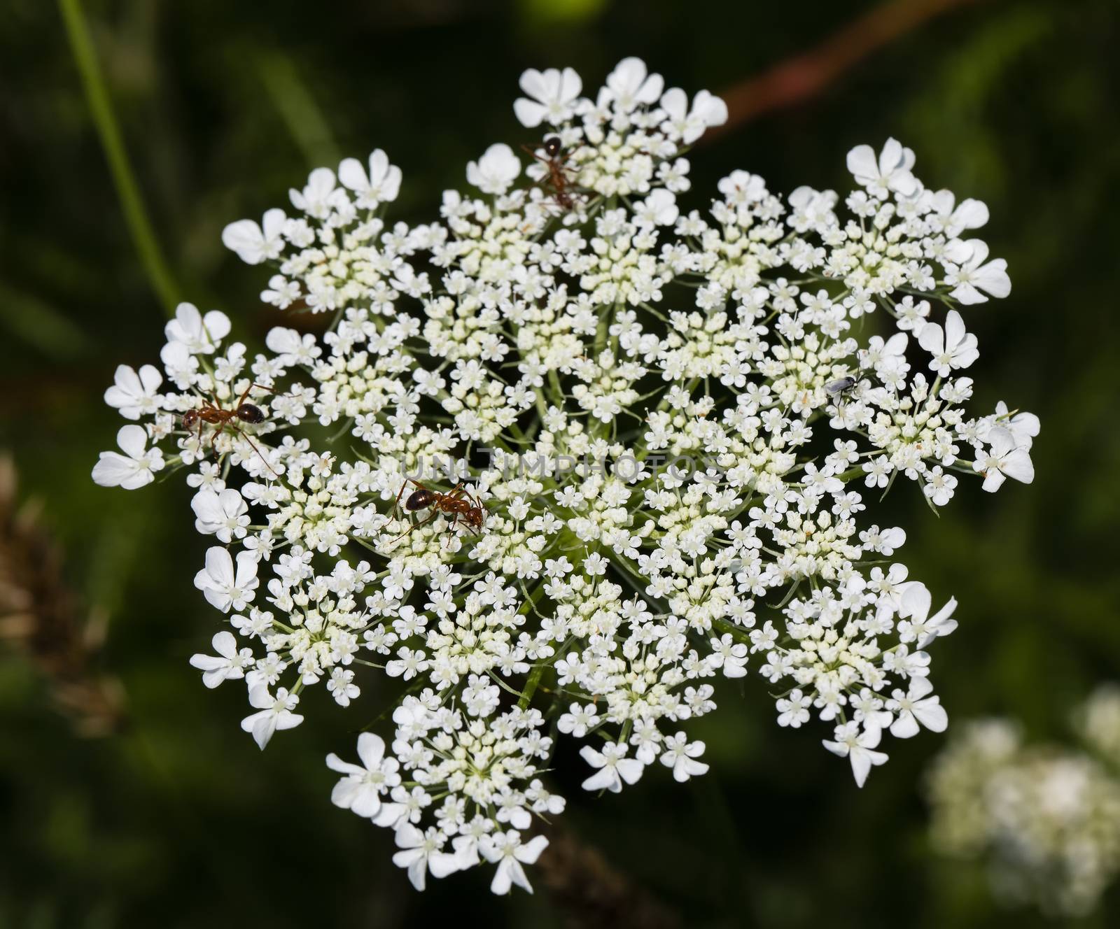 Queen Anne's Lace and Insects by CharlieFloyd