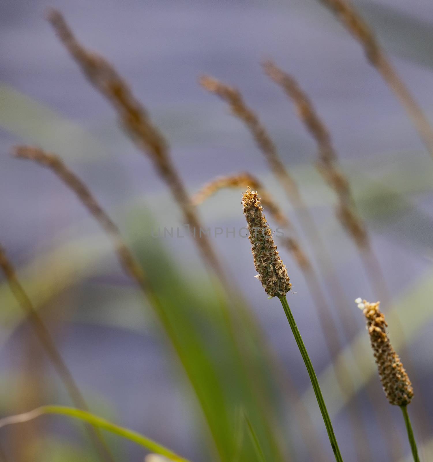 Marsh Grass Seed Heads by CharlieFloyd