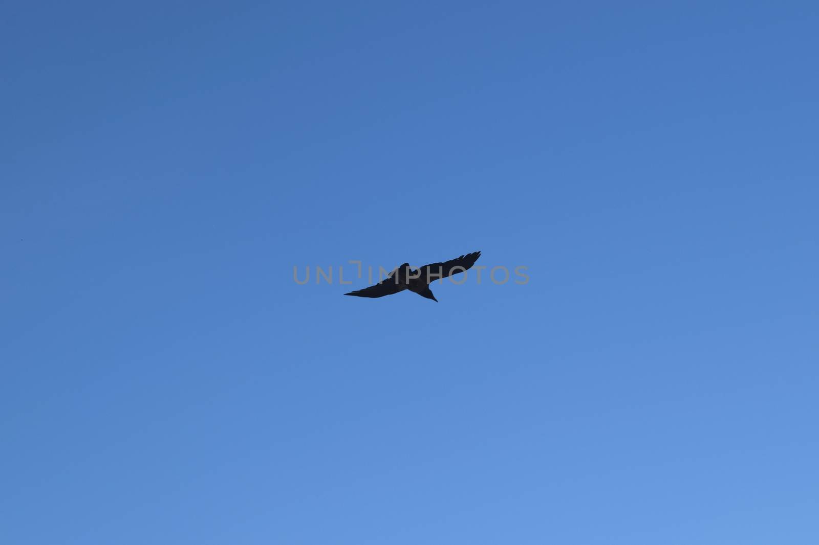 A bird in the sky flying at an altitude of