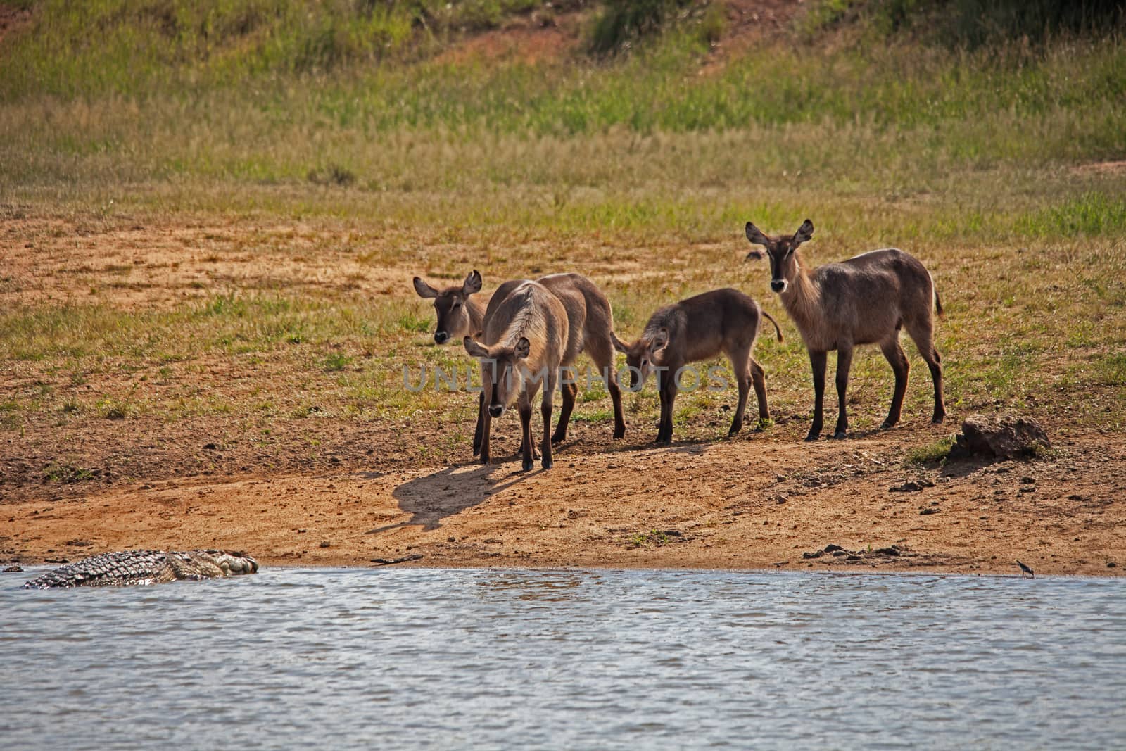A group of Waterbuck (Kobus ellipsiprymnus) intently watching a Nile Crocodile (Crocodylus niloticus) in the water.