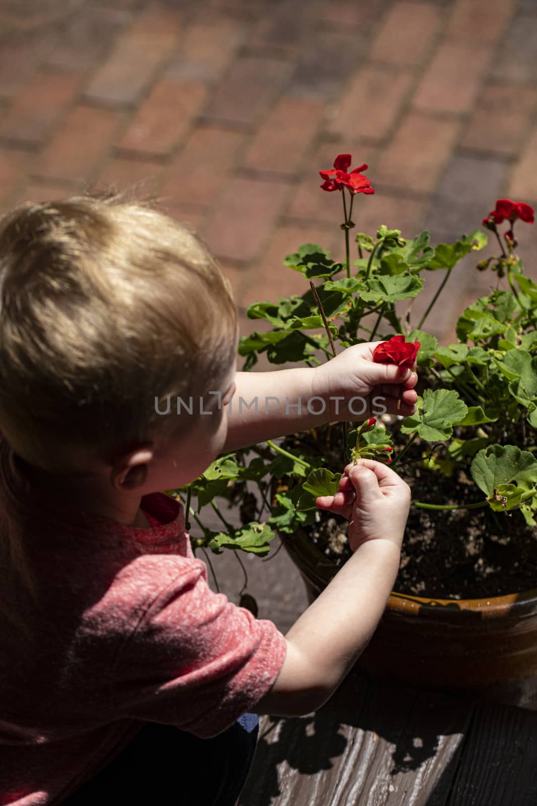 Toddler Picking Red Flowers by CharlieFloyd
