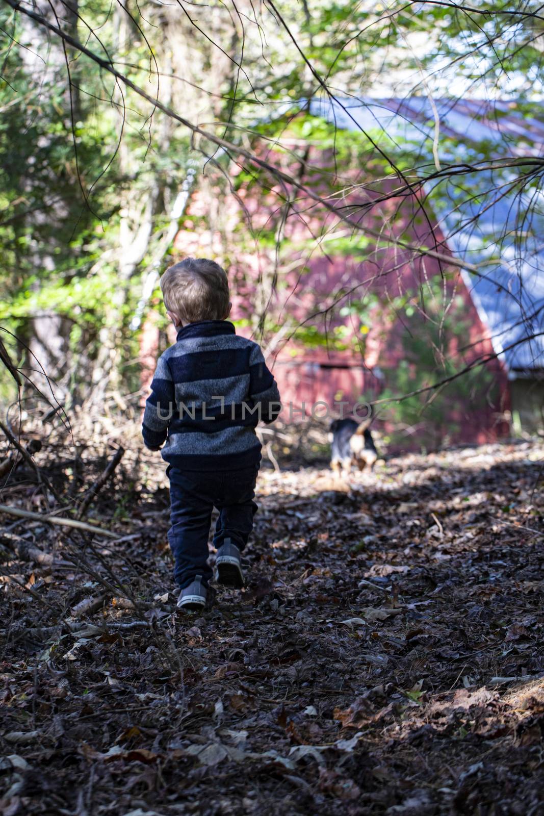 Male toddler ambles through the autumn woods toward a red barn. Seen from behind.