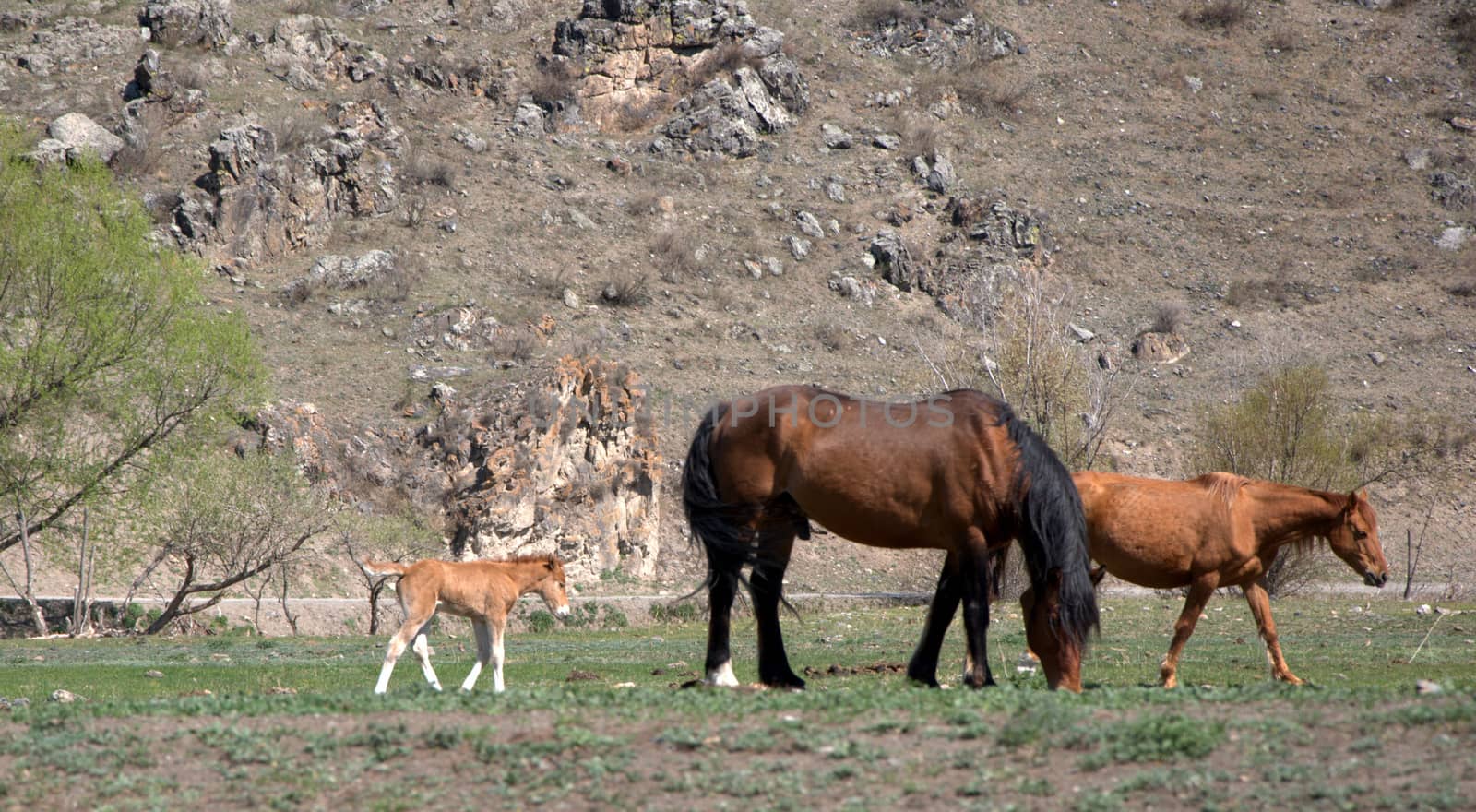 Group of horses on a mountain pasture.