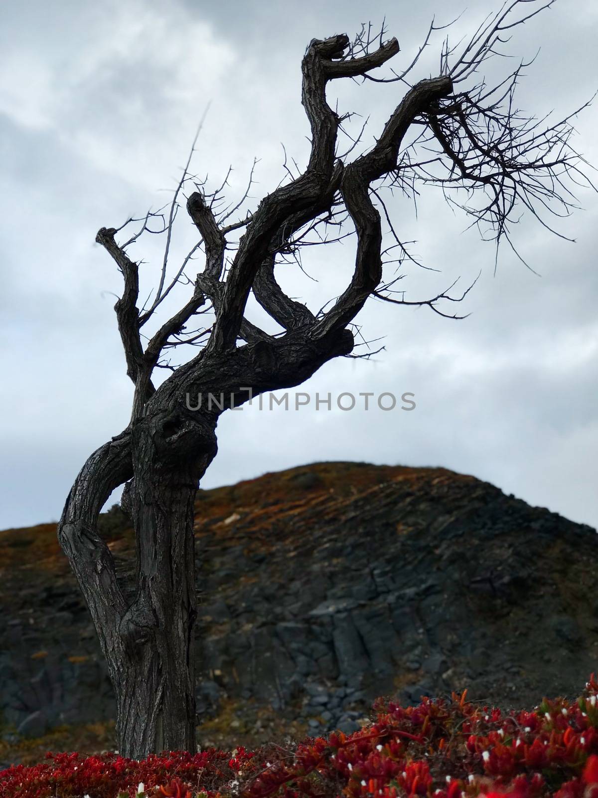 CREEPY TREE by tomarencibia
