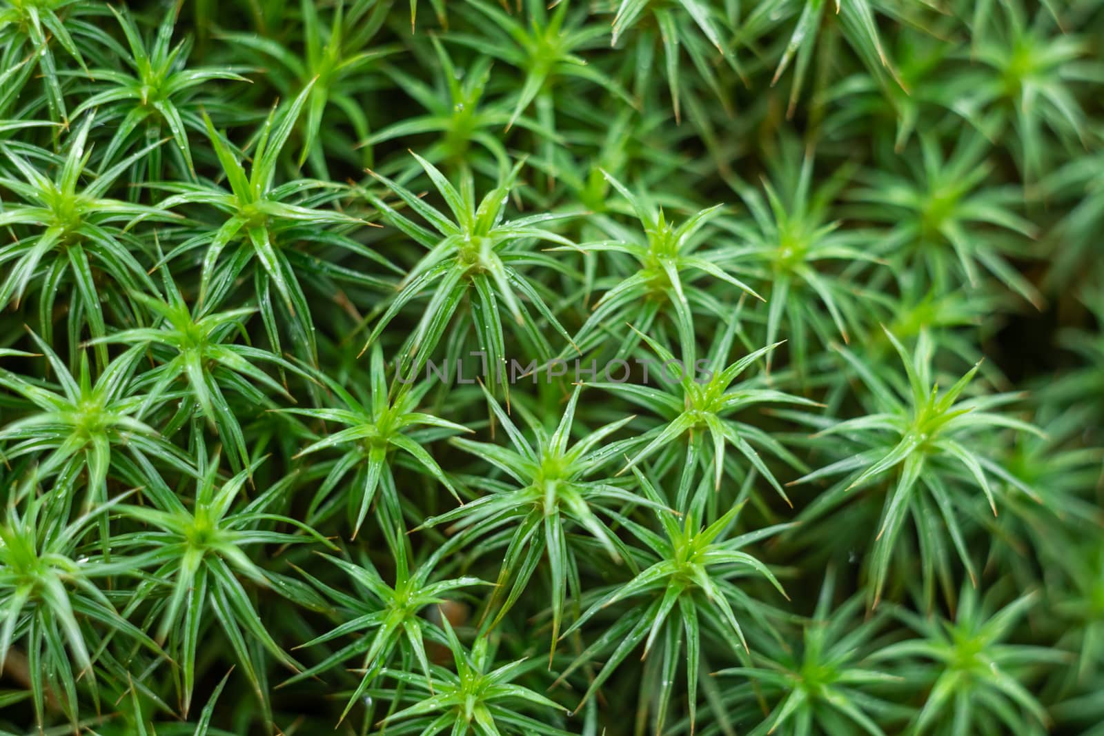 Green plant a moss with small leaves of a sharp form a close up. by sveter