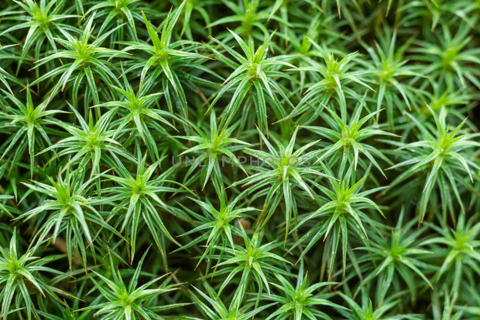 Green plant a moss with small leaves of a sharp form a close up. Vegetable background