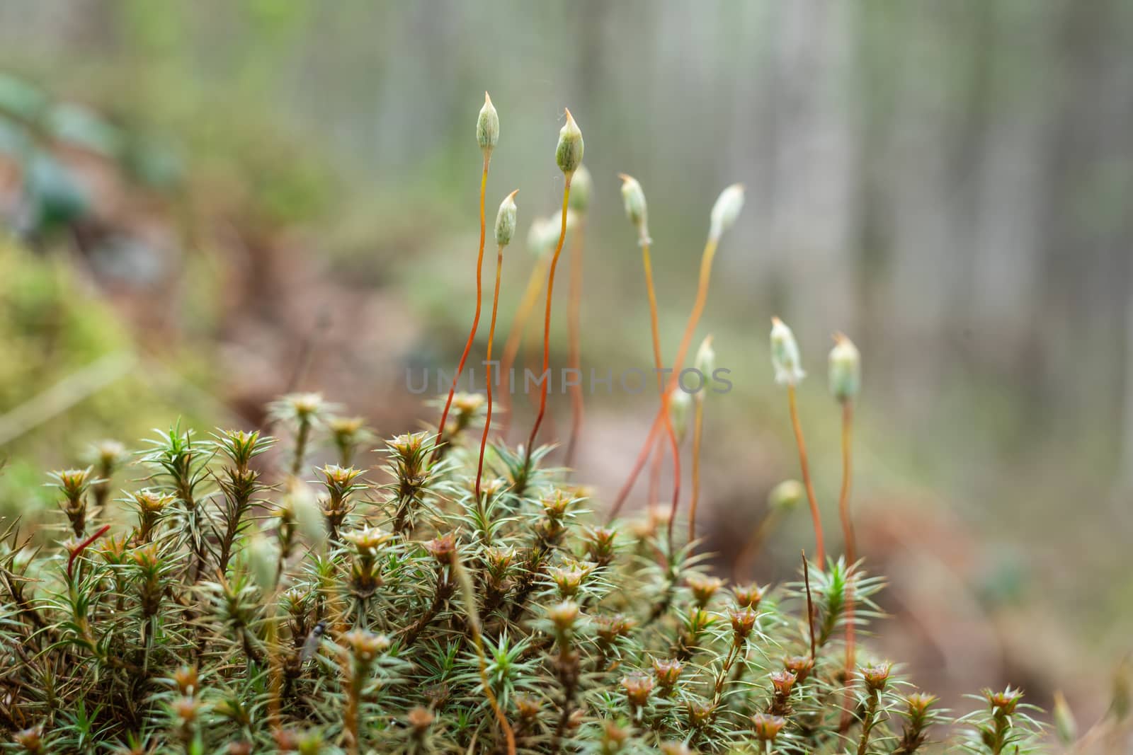 The white Small blossoming juicy moss. Vegetable background