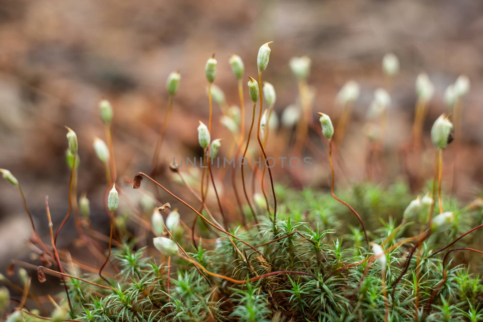 The white Small blossoming juicy moss. by sveter