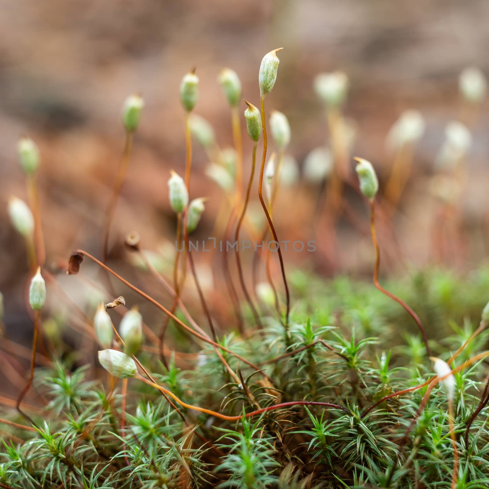 The white Small blossoming juicy moss. by sveter