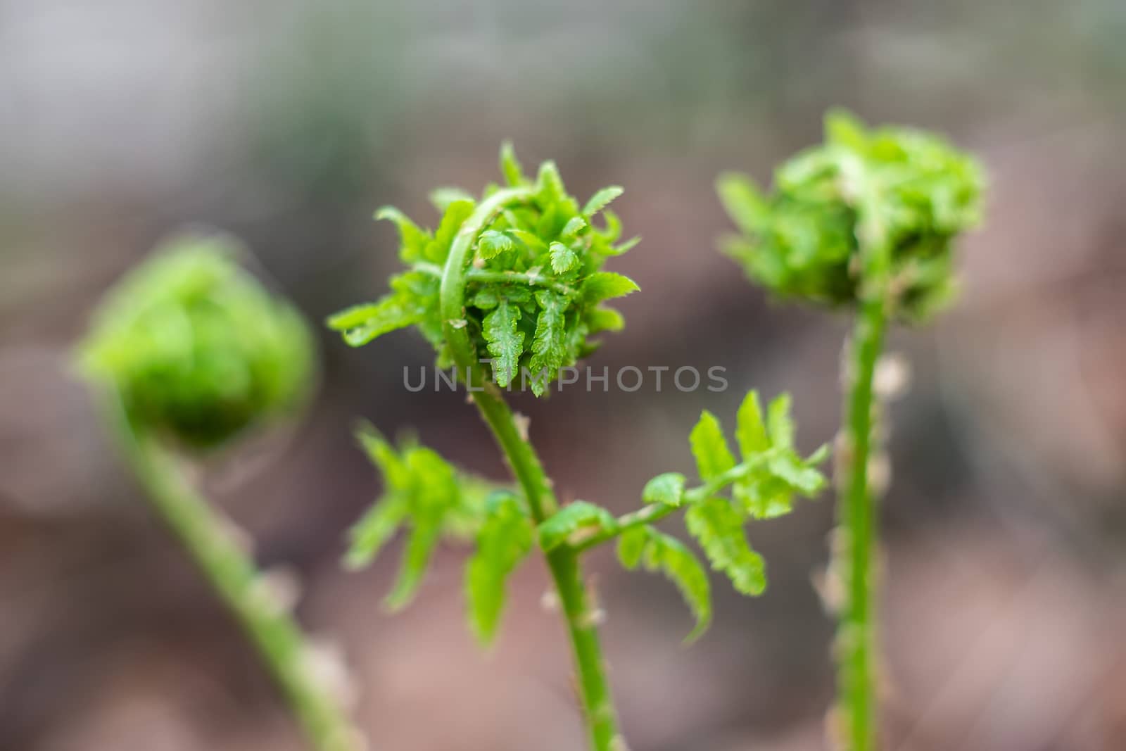 Young green leaves of a fern. by sveter