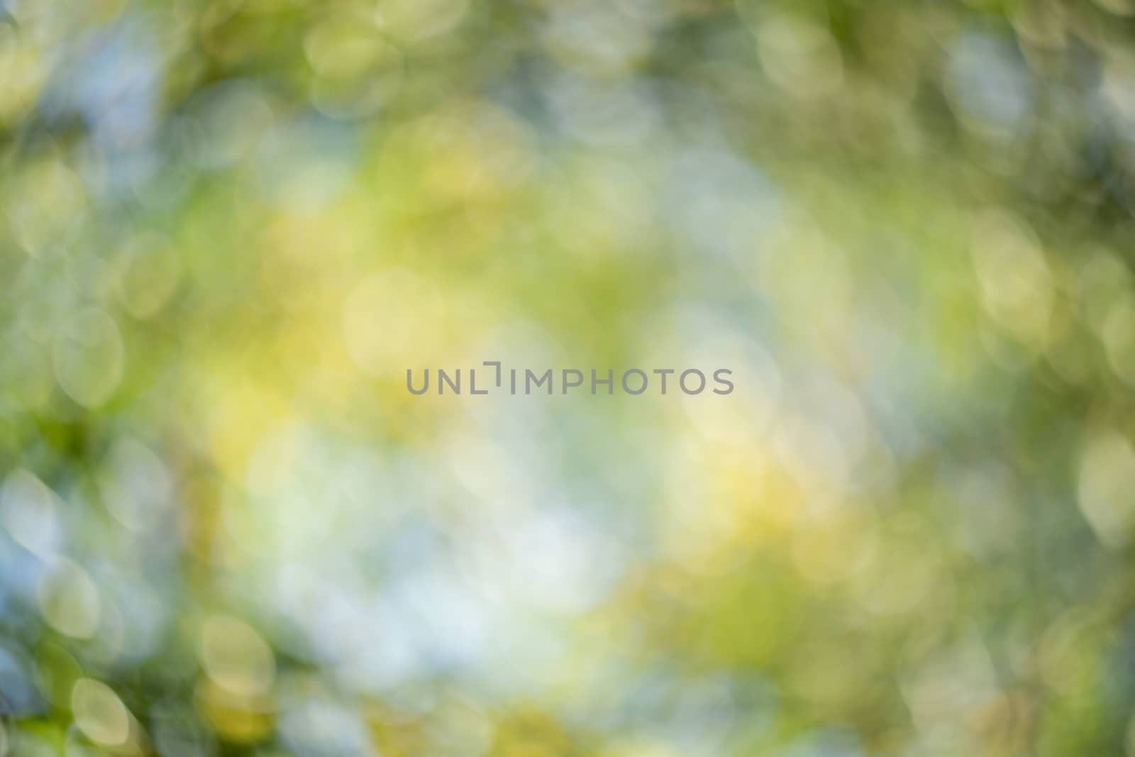 Abstract blurred green nature background. by sveter