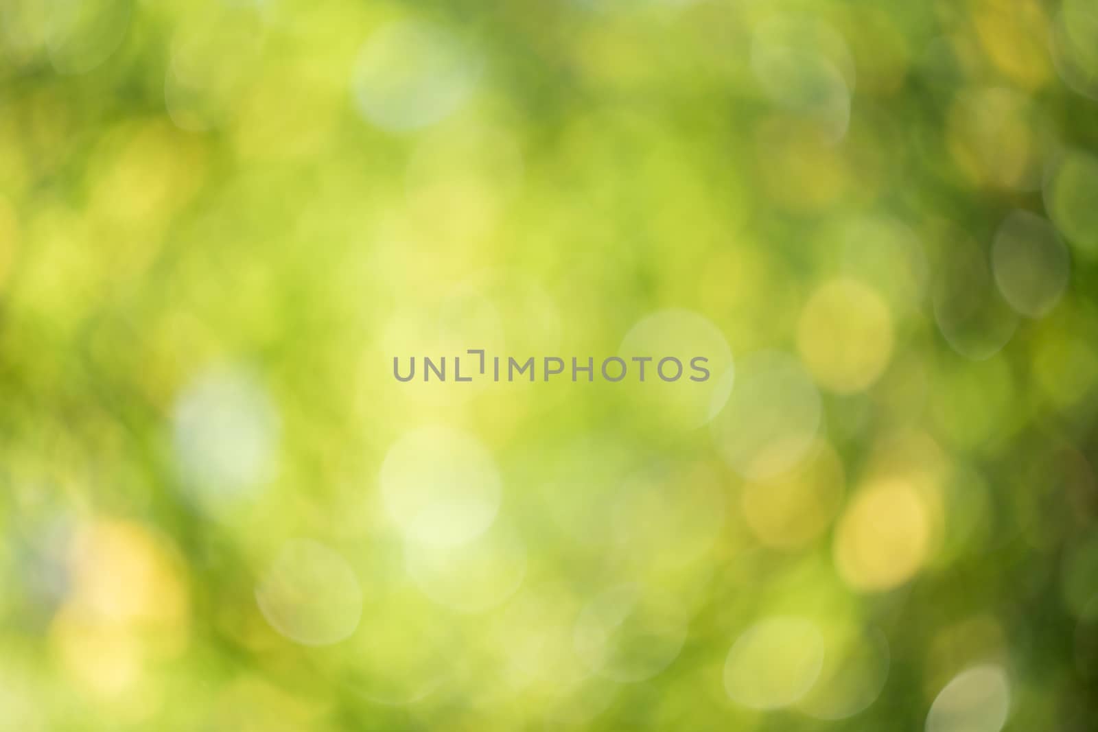 Abstract blurred green nature background. blurry backdrop for design element template