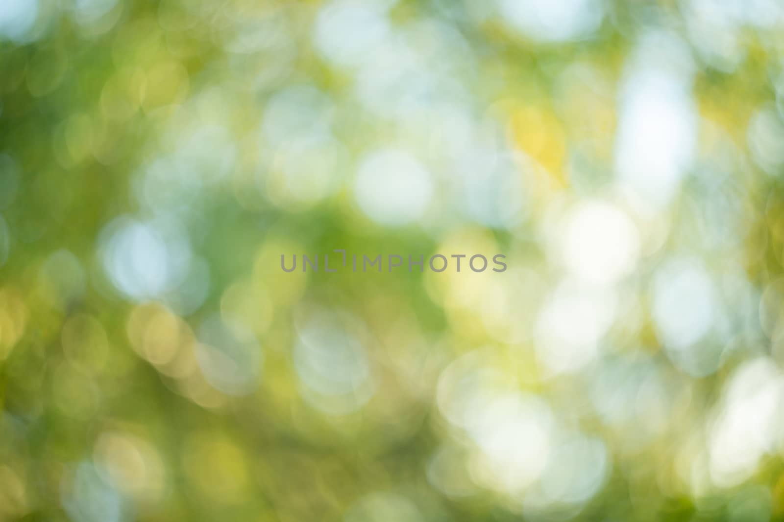 Abstract blurred green nature background. by sveter