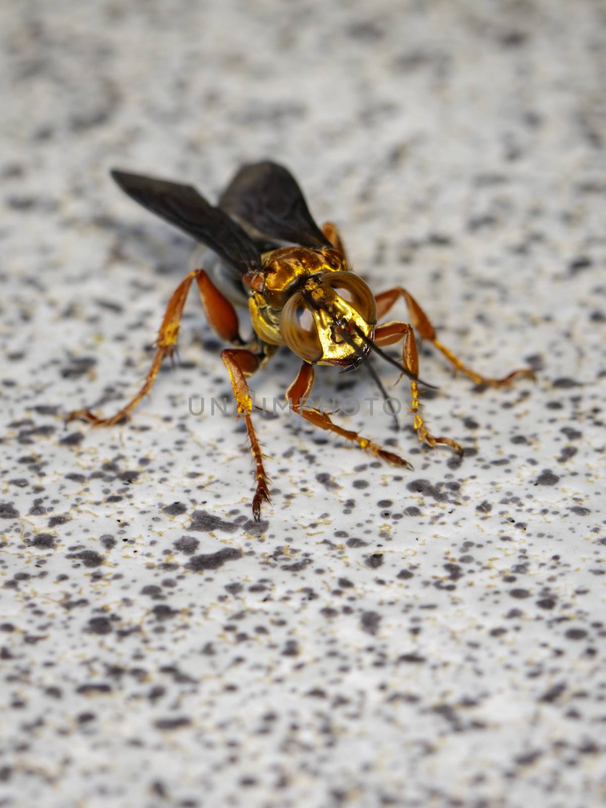 Image of wasp on the floor. Insect. Animal. by yod67