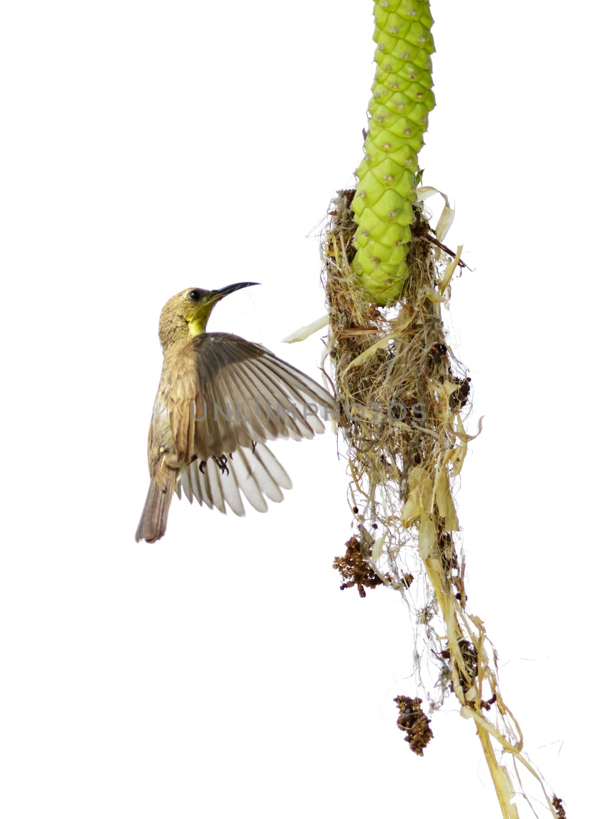 Image of purple sunbird(Female) is making its nest on white back by yod67