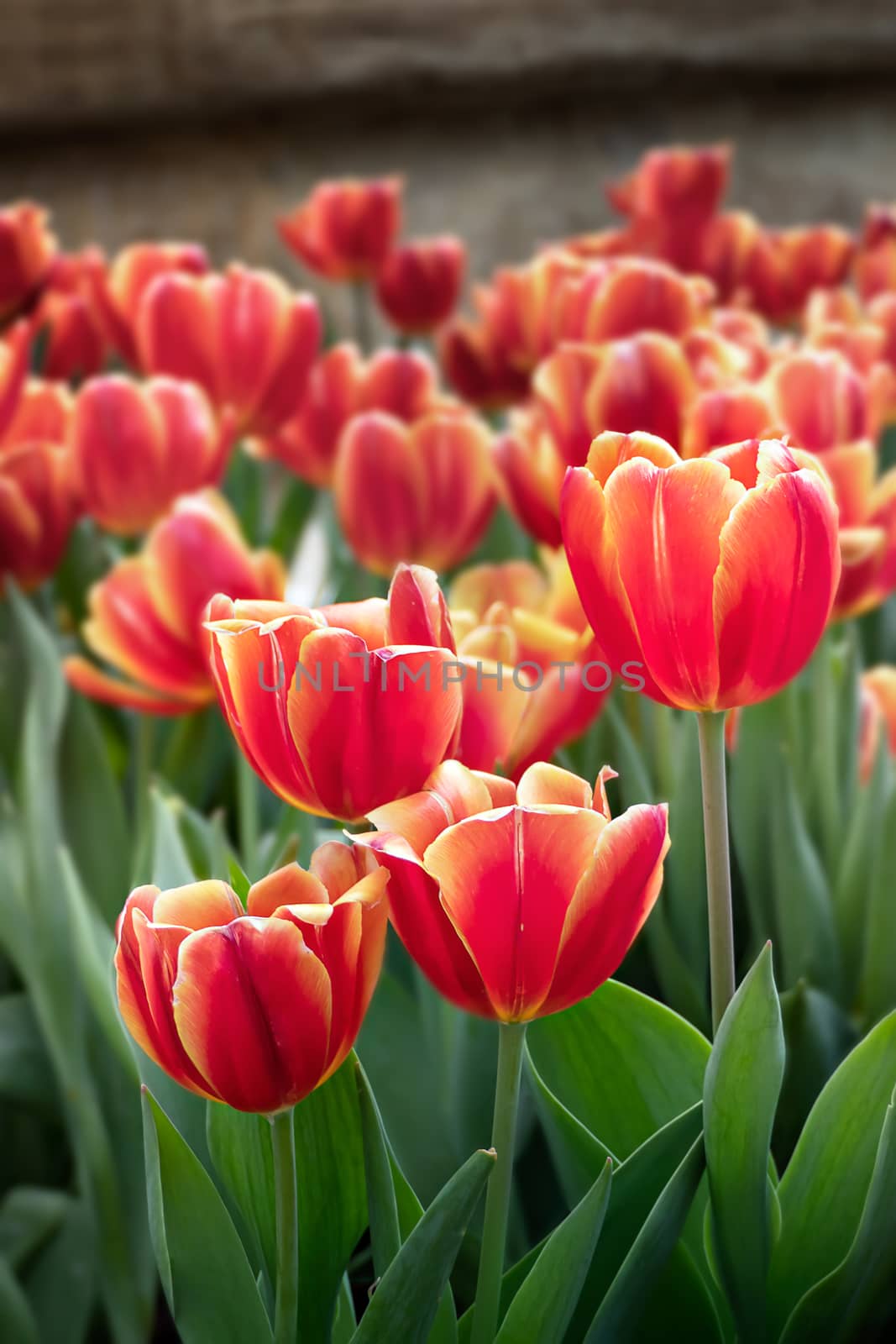 Beautiful orange tulips flower with green leaves grown in garden