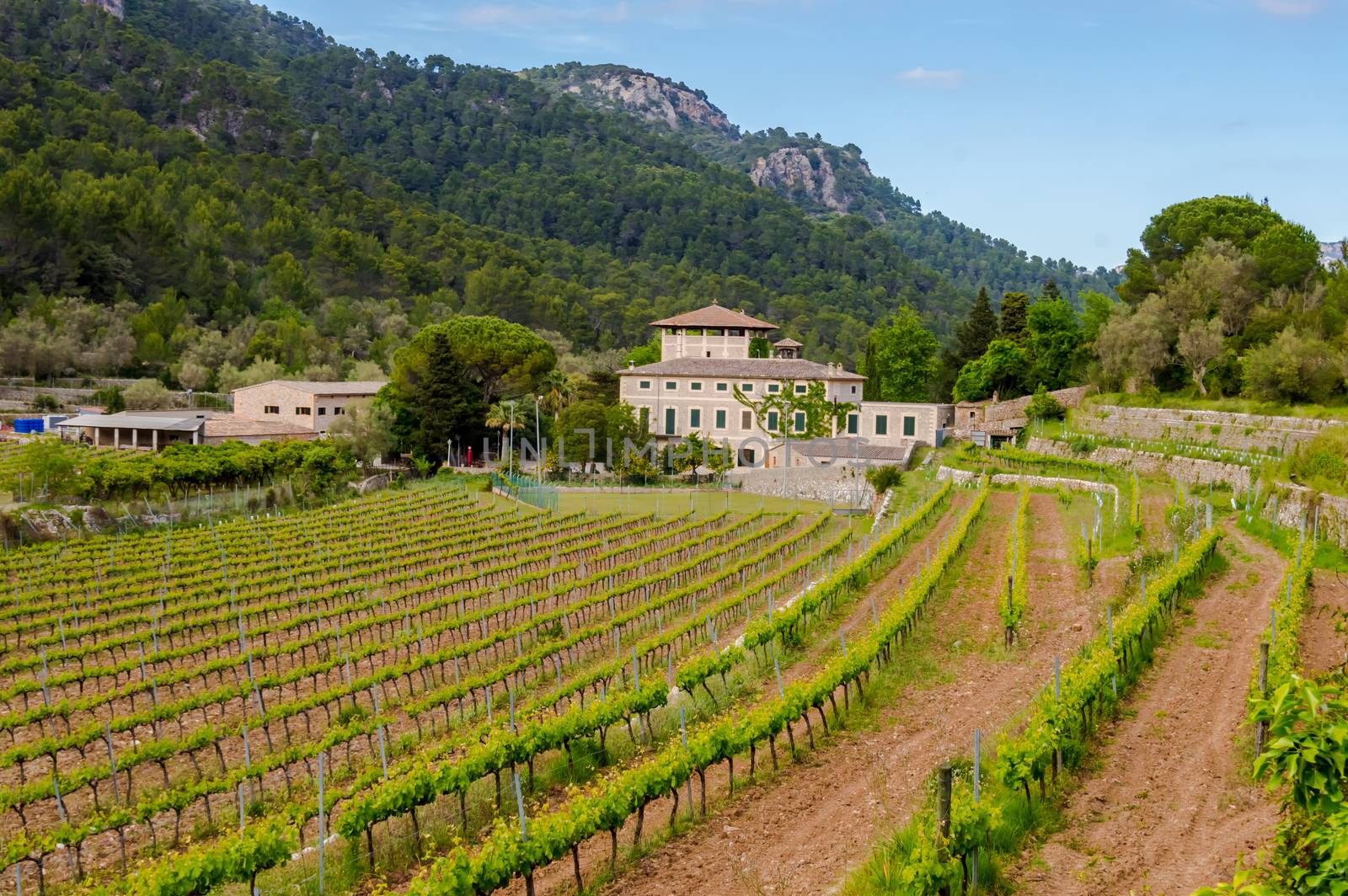 Field of rows of vines in the countryside of the island of Palma de Mallorca in Spain