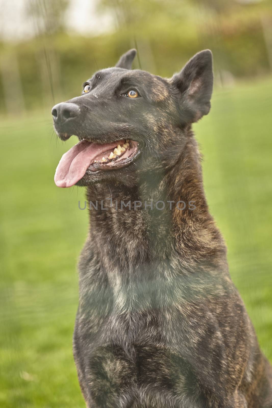 Portrait of a black dog by pippocarlot