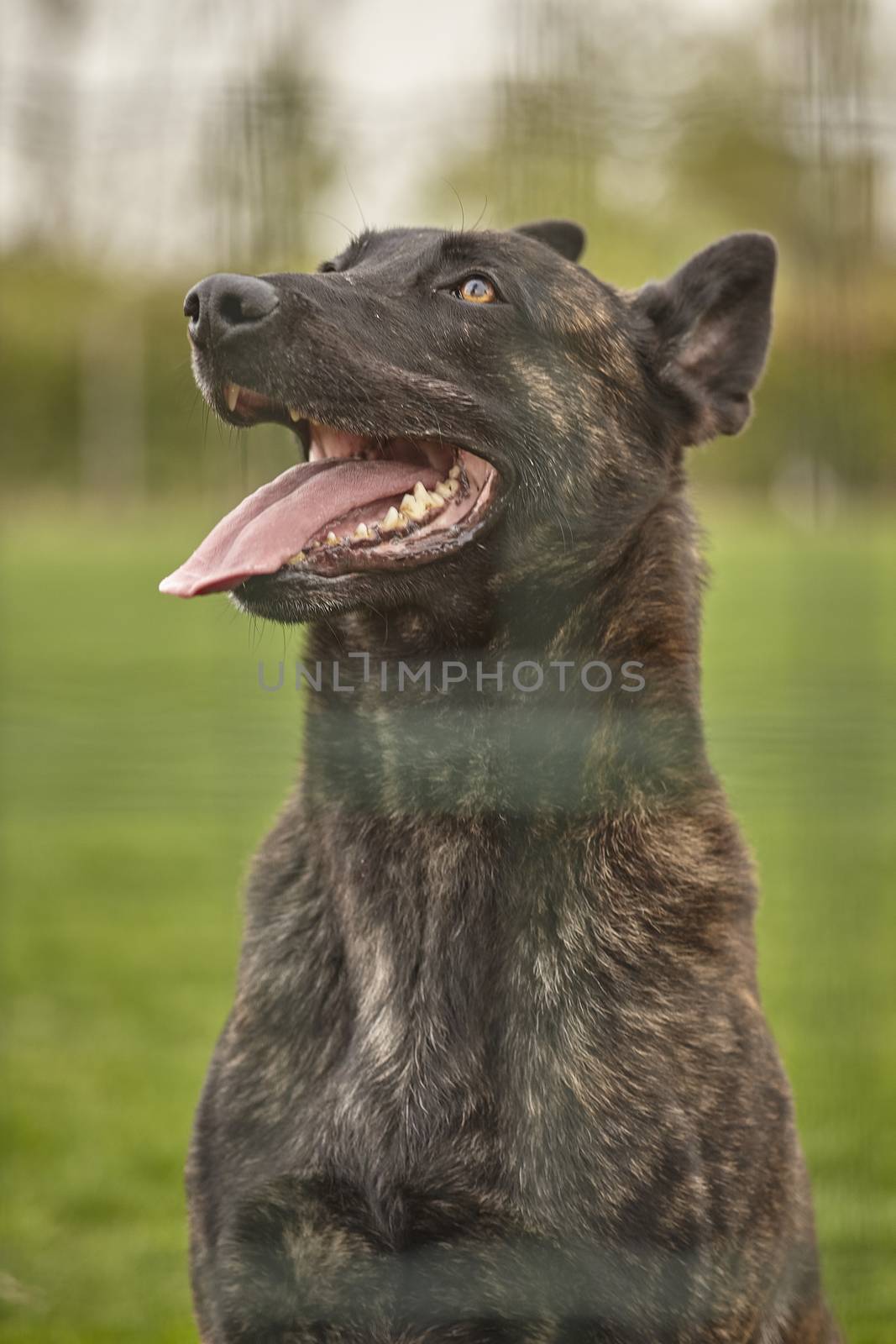 Portrait of a black dog with the background of the meadow