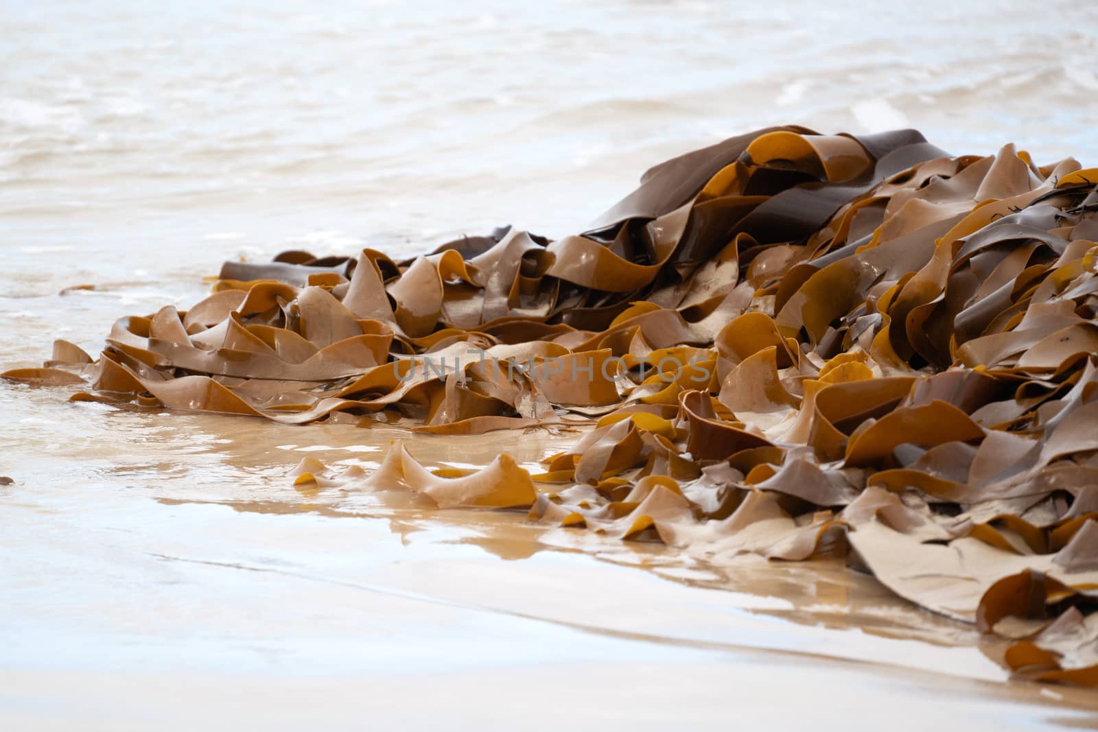 brown kelp seaweed on the beach by anankkml