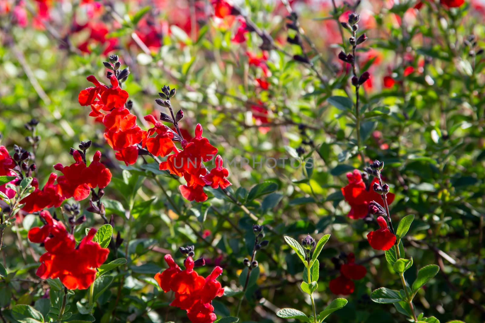 Beautiful red flower of Snapdragon, Bunny rabbits or Antirrhinum Majus in the flower garden on sunny spring day