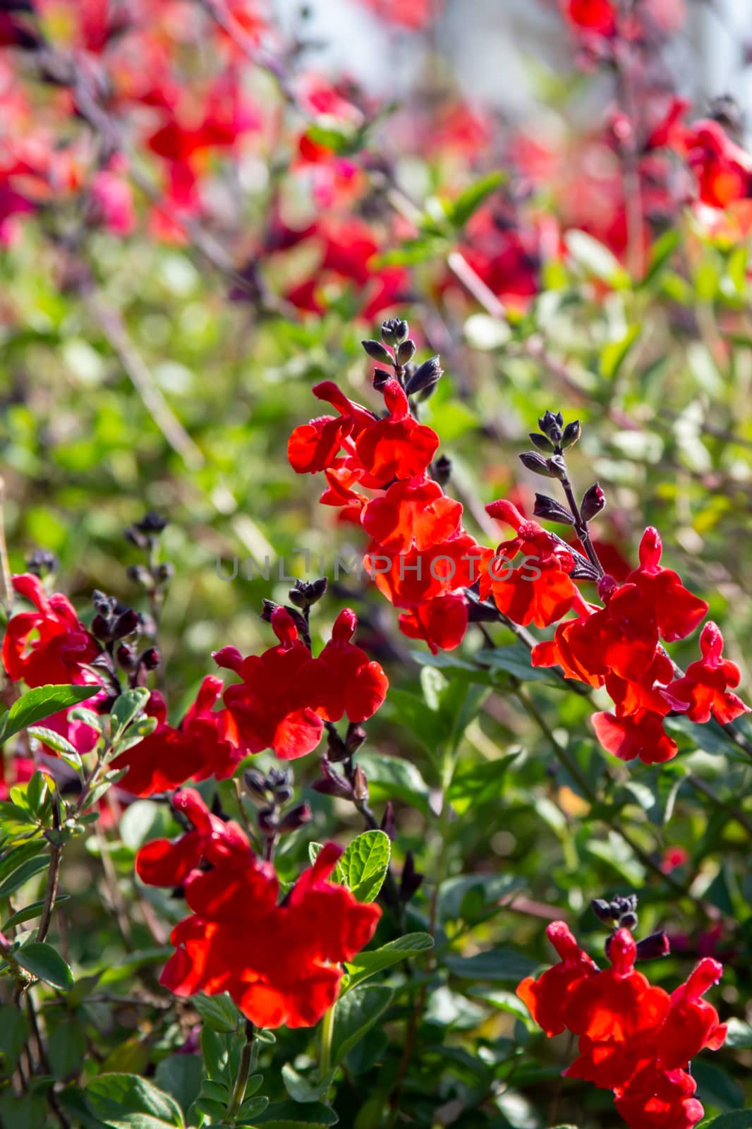 Beautiful red flower of Snapdragon, Bunny rabbits or Antirrhinum Majus in the flower garden on sunny spring day