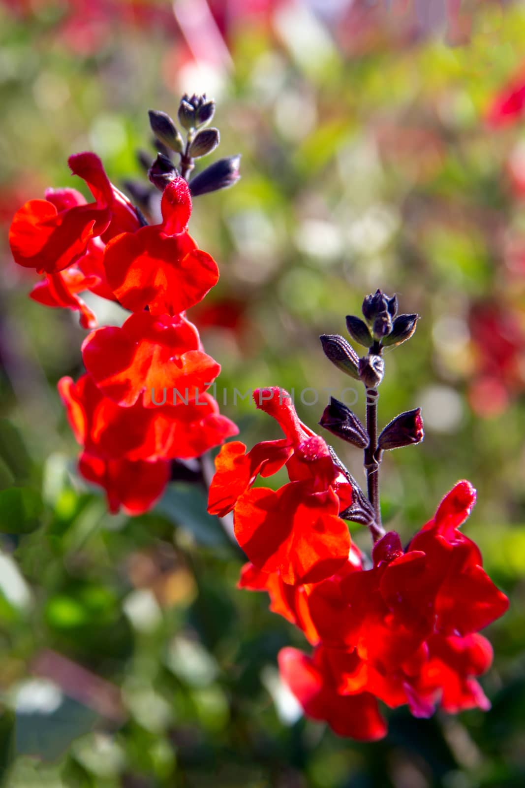 Beautiful red flower of Snapdragon close up in the flower garden by Anelik