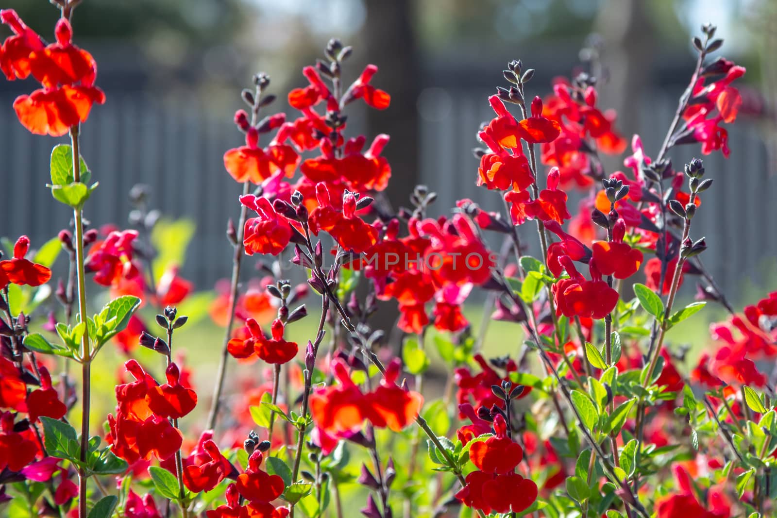 Beautiful red flower of Snapdragon, Bunny rabbits or Antirrhinum Majus in the flower garden on sunny spring day