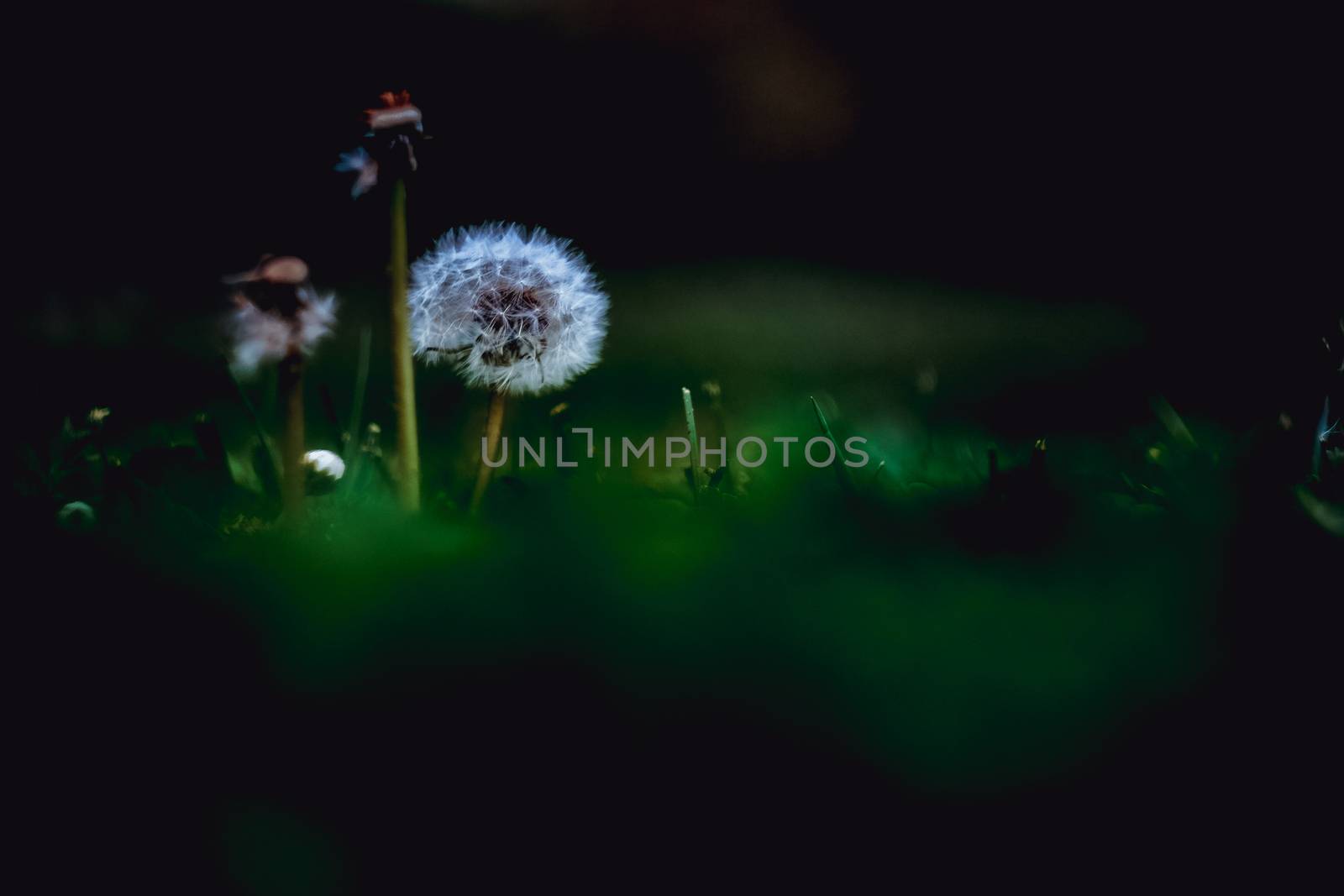 Three dandelions over green dark foreground and background in a public garden in Pamplona, Spain by mikelju