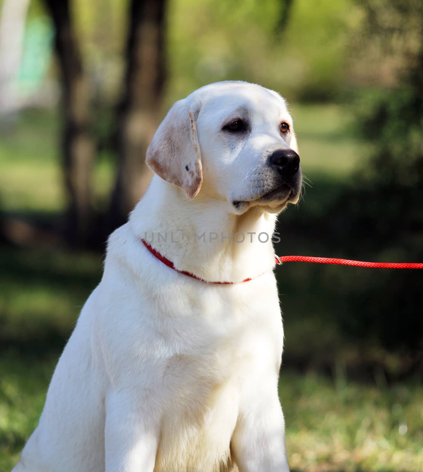 the yellow labrador sitting in the park