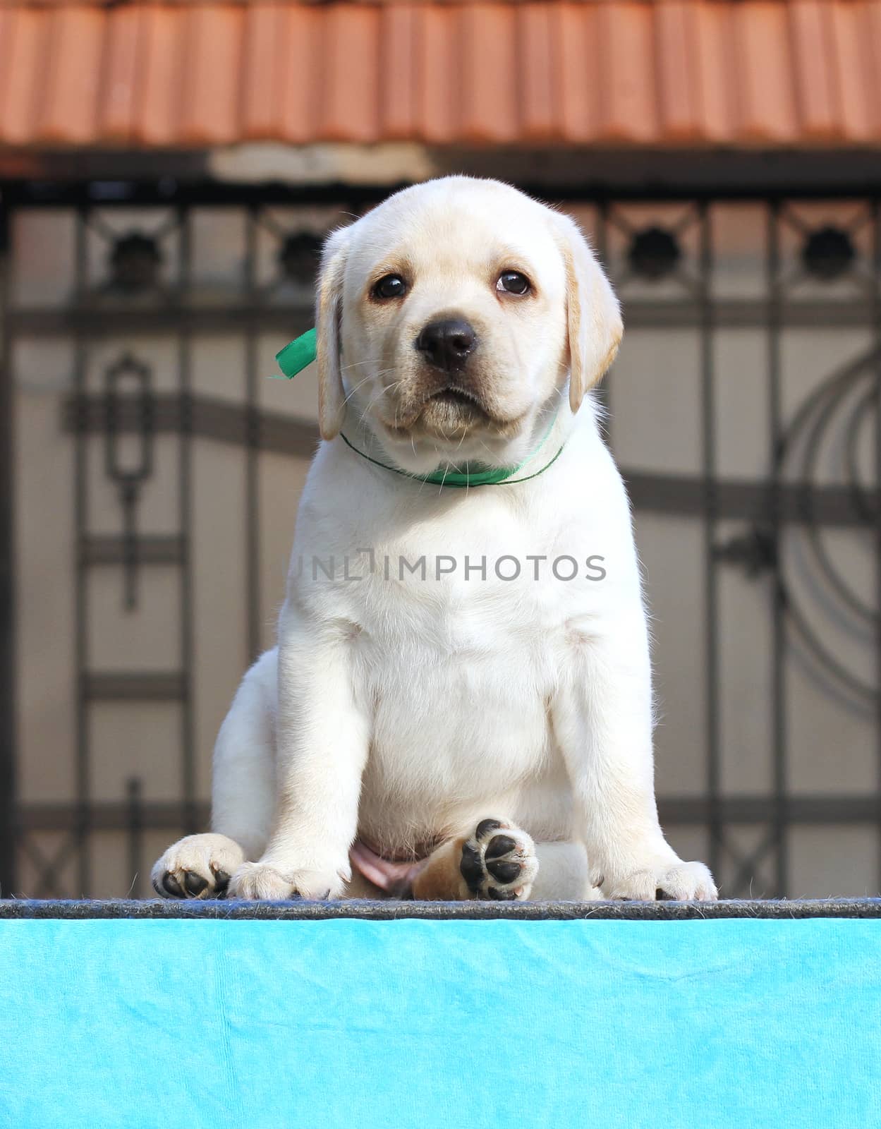 sweet yellow labrador sitting in the park