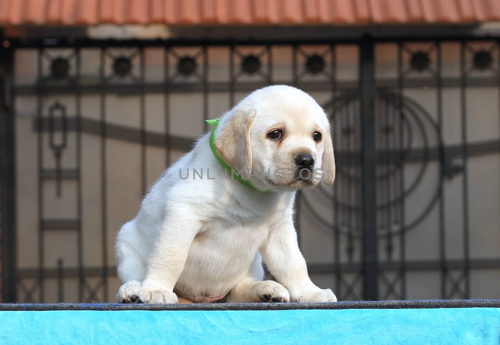 sweet yellow labrador sitting in the park