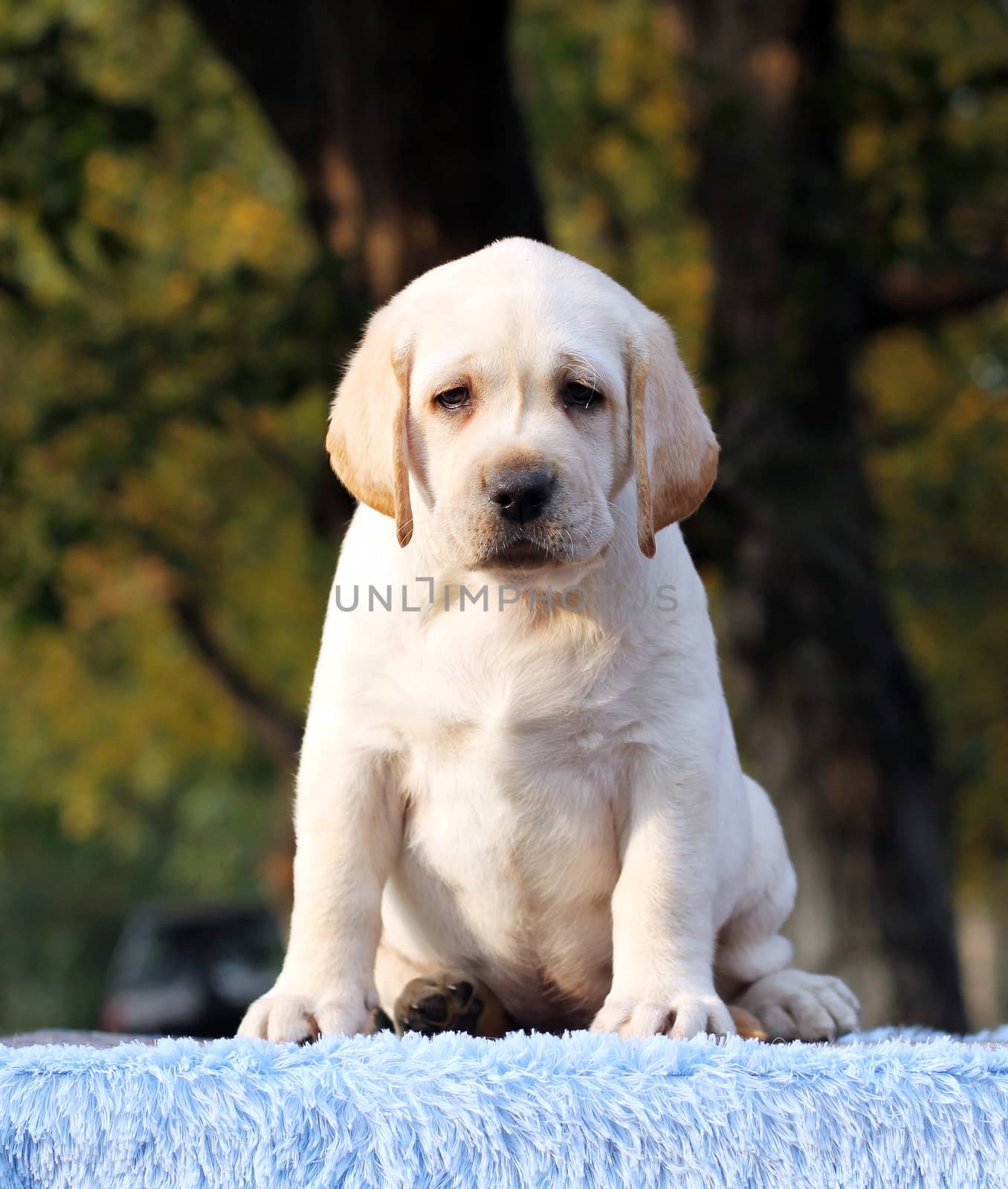 the nice sweet yellow labrador sitting in the park