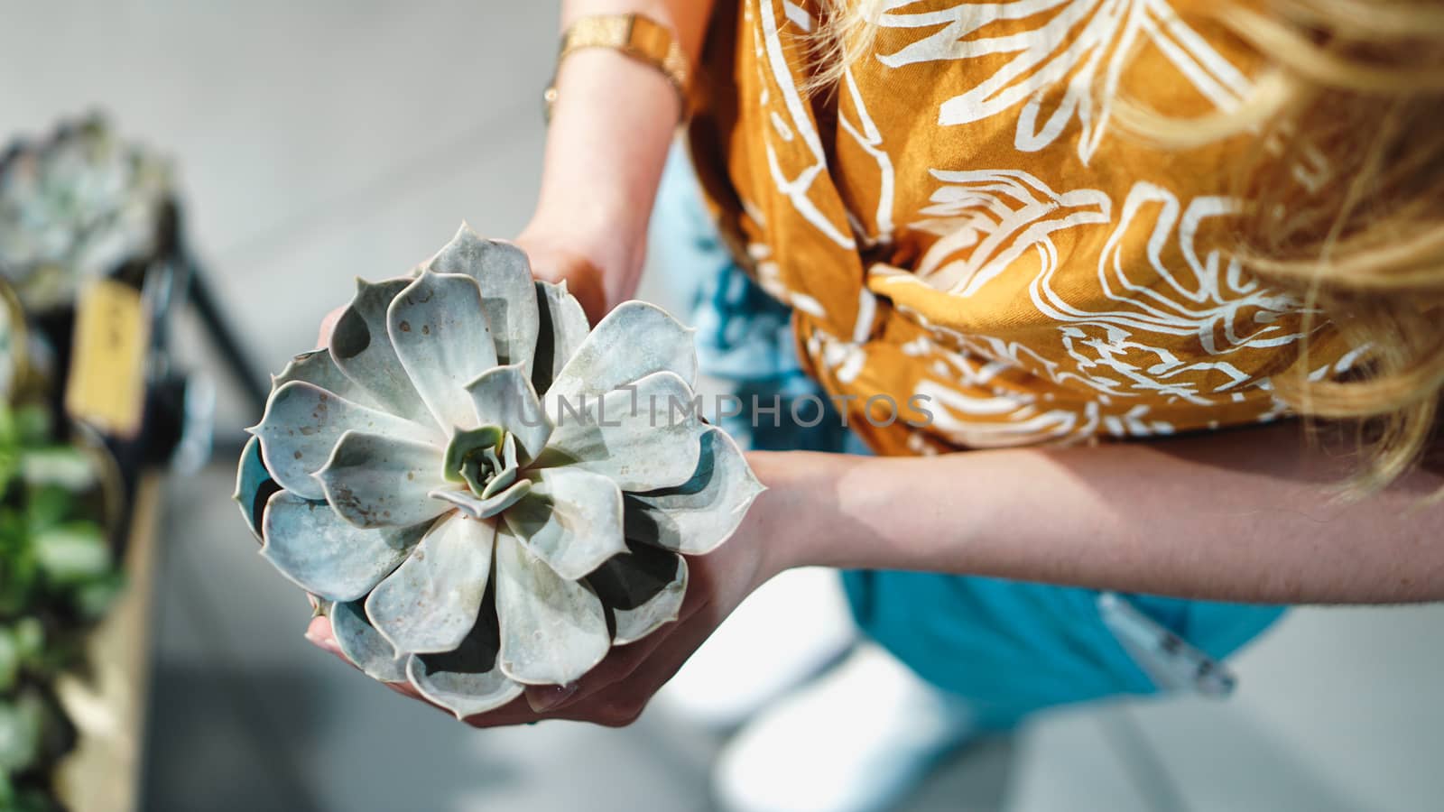 Close up of womans hands holding flower in pot - stylish colors