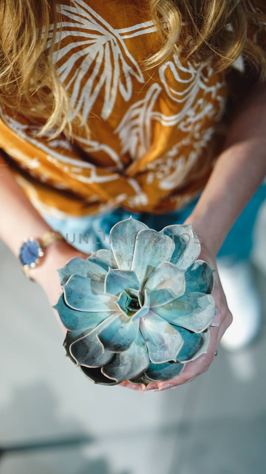 Close up of womans hands holding flower in pot - stylish colors
