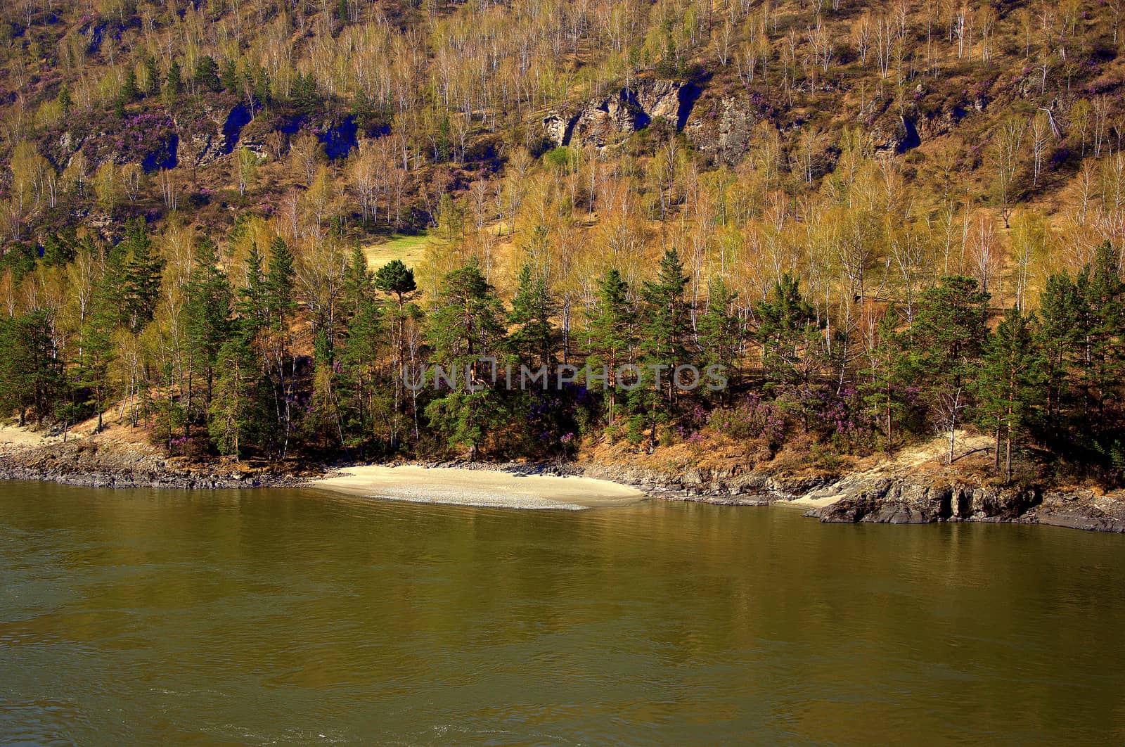 Stony shore with a sandy beach of the Katun mountain river, covered with coniferous forest. Altai, Siberia, Russia.