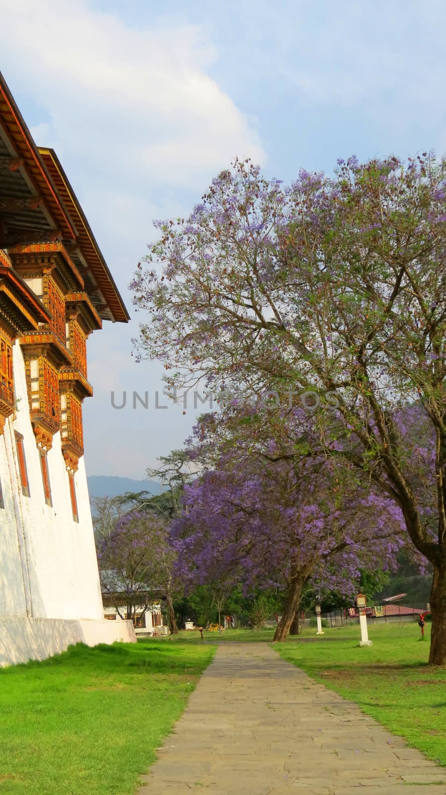 A beautiful path besides a monastery with trees having lavender colored flowers, in Bhutan                               