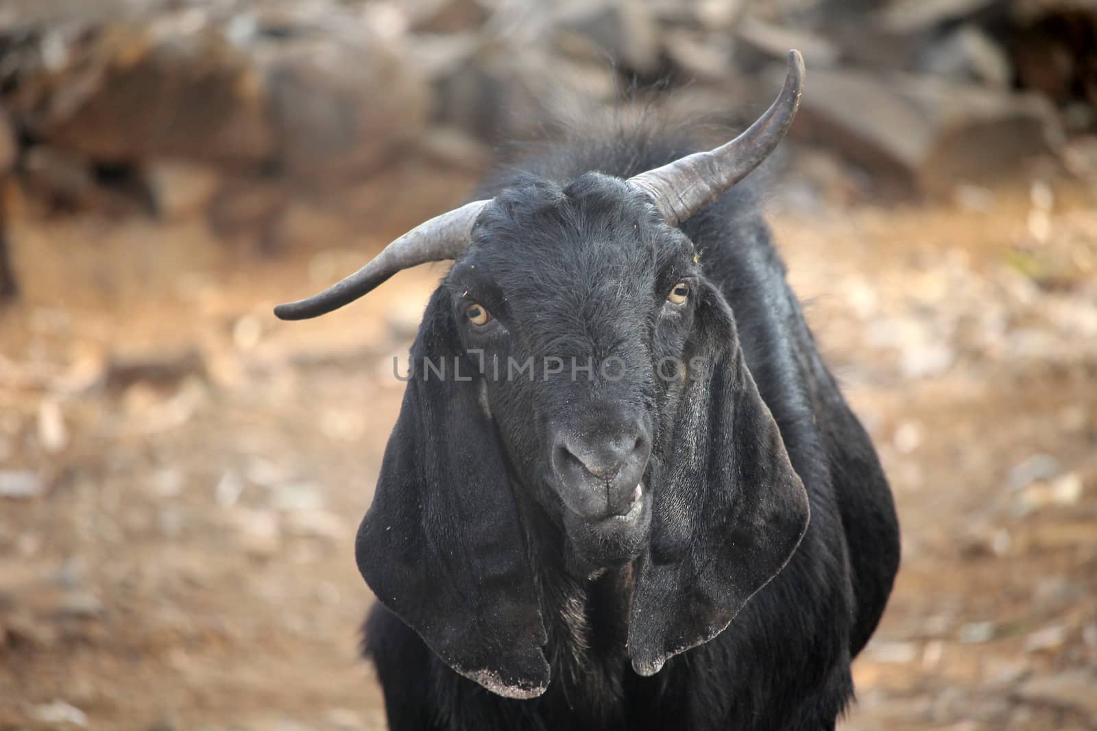 A portrait of a fully grown black RAM with titled horns looking at the camera.