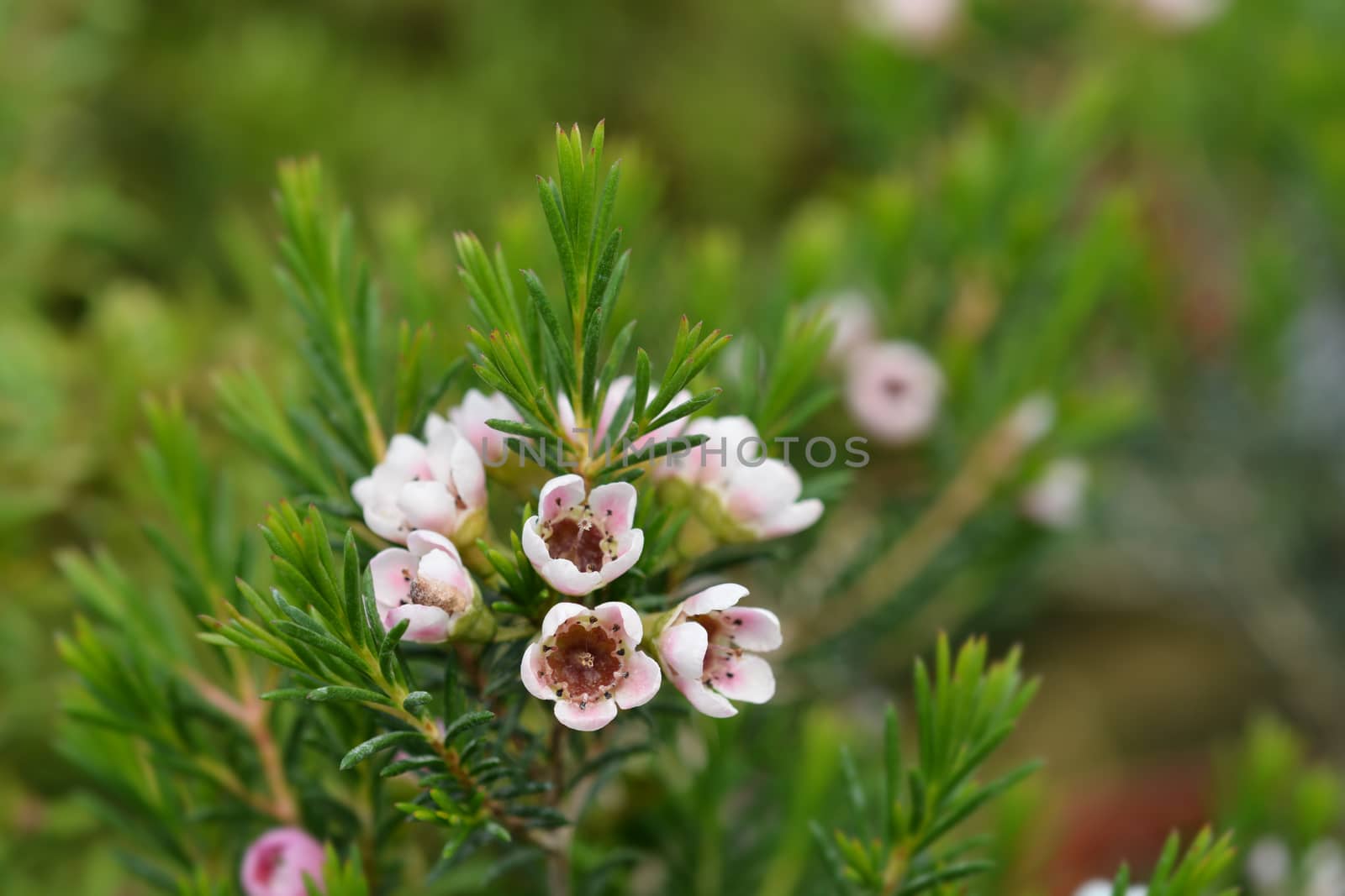 Geraldton wax flower Sarahs Delight - Latin name - Chamelaucium uncinatum Sarahs Delight